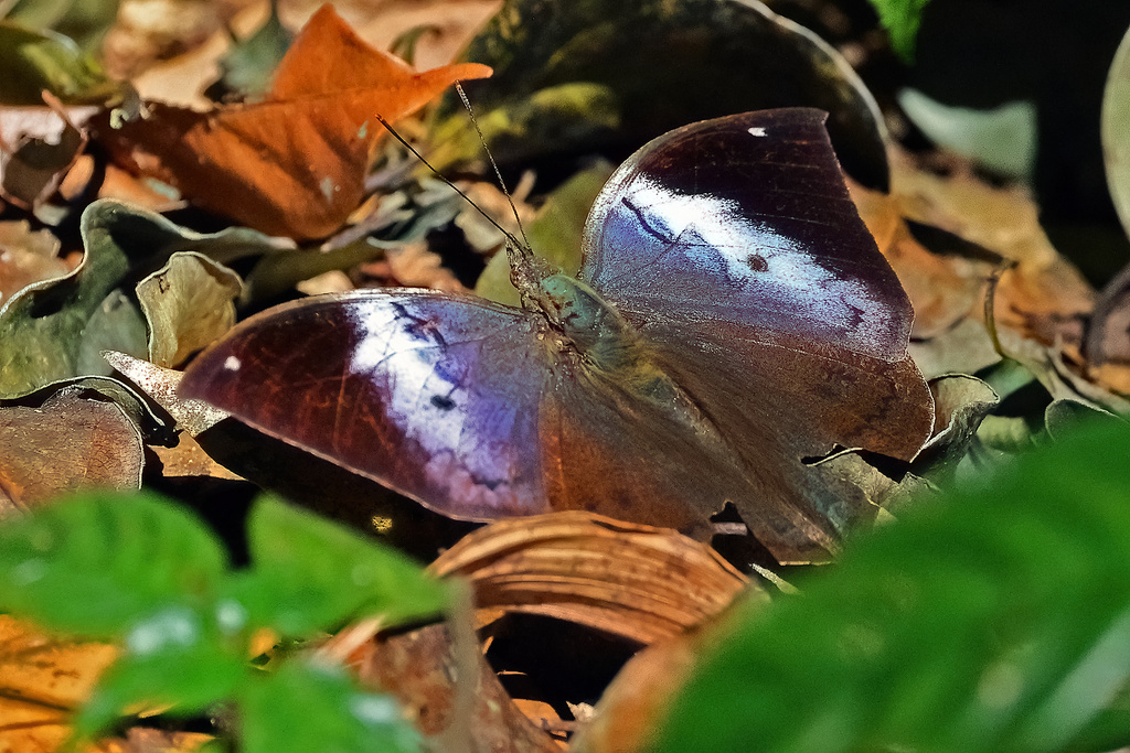 Scarce Blue Oakleaf