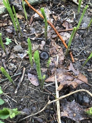 Convallaria