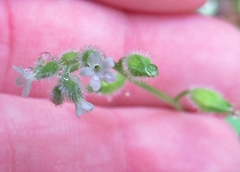 Myosotis macrosperma