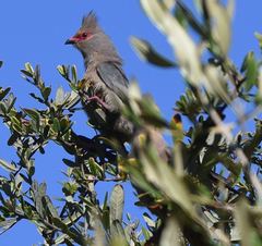 Urocolius indicus indicus