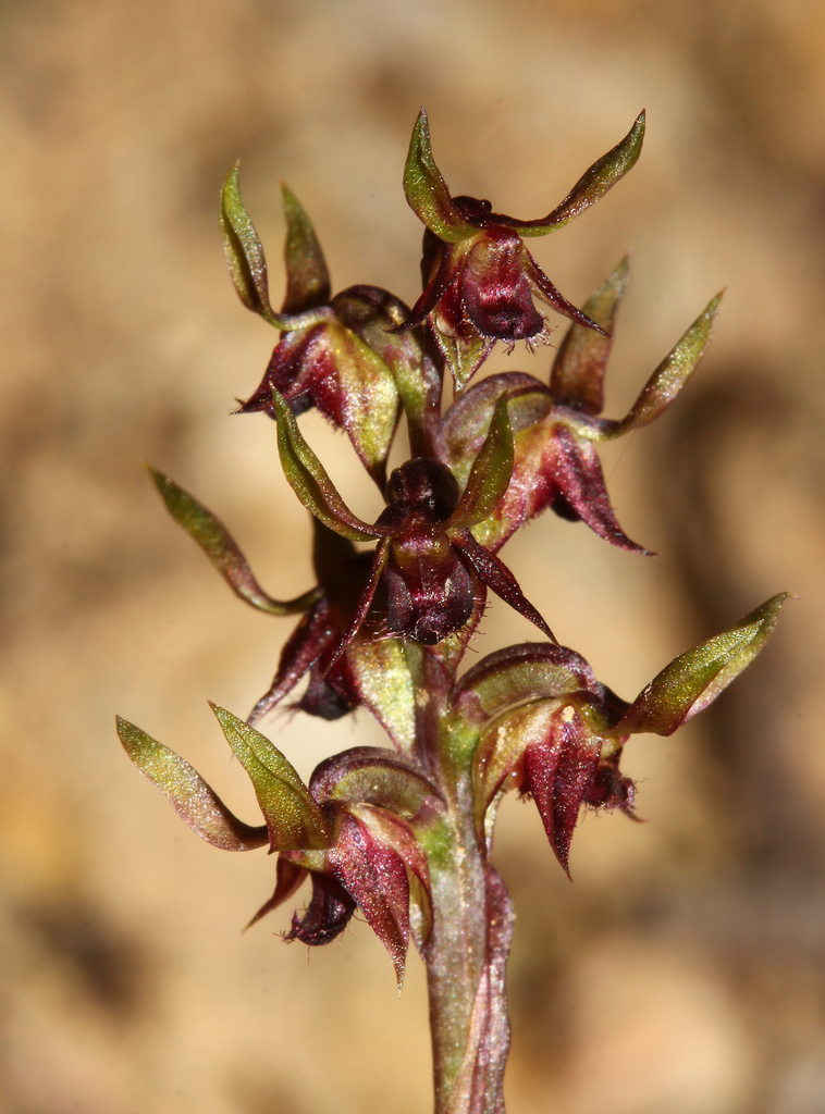 Genoplesium formosum