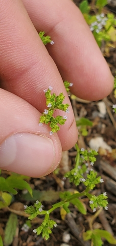 Image of Valerianella muricata by (c) Mitch Van Dyke, some rights reserved (CC BY)