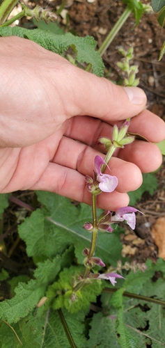 Image of Salvia hierosolymitana by (c) Mitch Van Dyke, some rights reserved (CC BY)