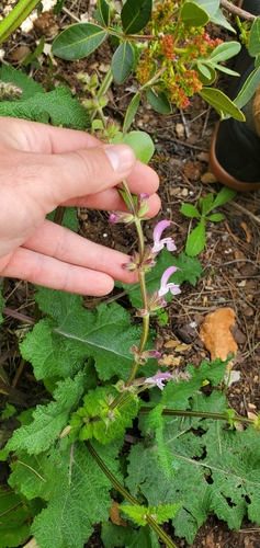 Image of Salvia hierosolymitana by (c) Mitch Van Dyke, some rights reserved (CC BY)