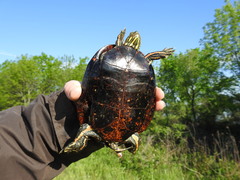 Chrysemys dorsalis
