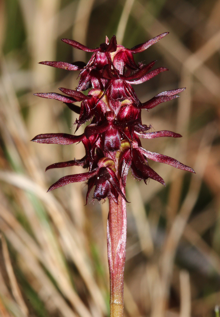 Genoplesium insigne
