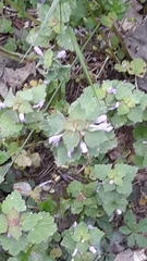 Lamium purpureum