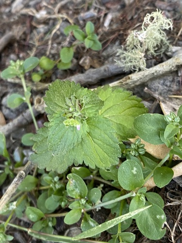 Veronica javanica iNat (1)