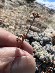 Eriogonum kennedyi, photograph Steve Matson, CC BY, iNaturalist via GBIF