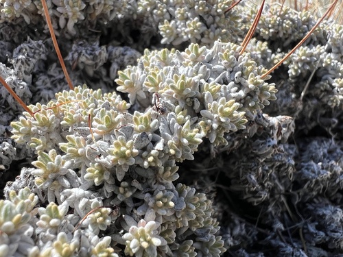 Eriogonum kennedyi