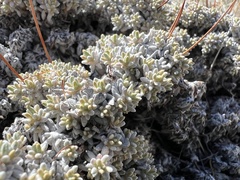 Eriogonum kennedyi