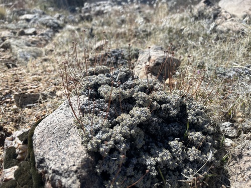 Eriogonum kennedyi, photograph 2