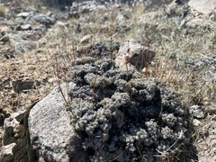 Eriogonum kennedyi, photograph Steve Matson, CC BY, iNaturalist via GBIF