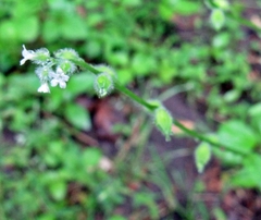 Myosotis macrosperma