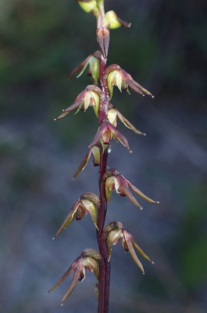 Genoplesium littorale