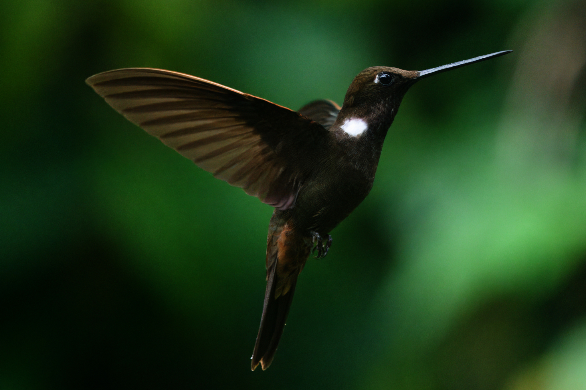 Brown Inca (Coeligena wilsoni)
