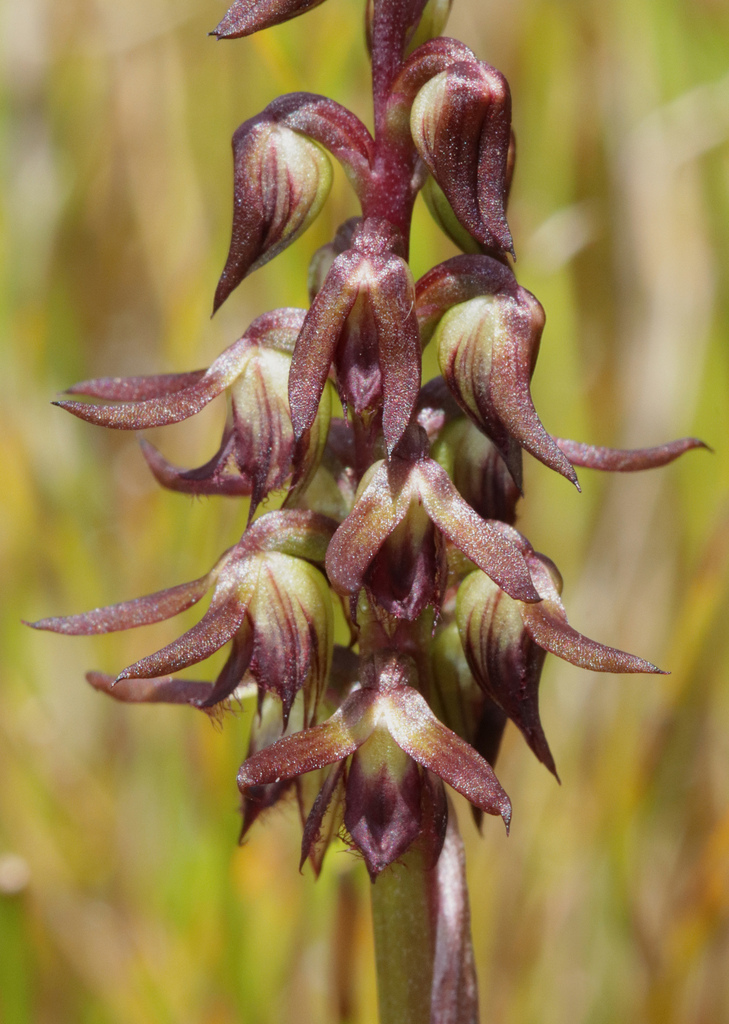 Genoplesium morinum