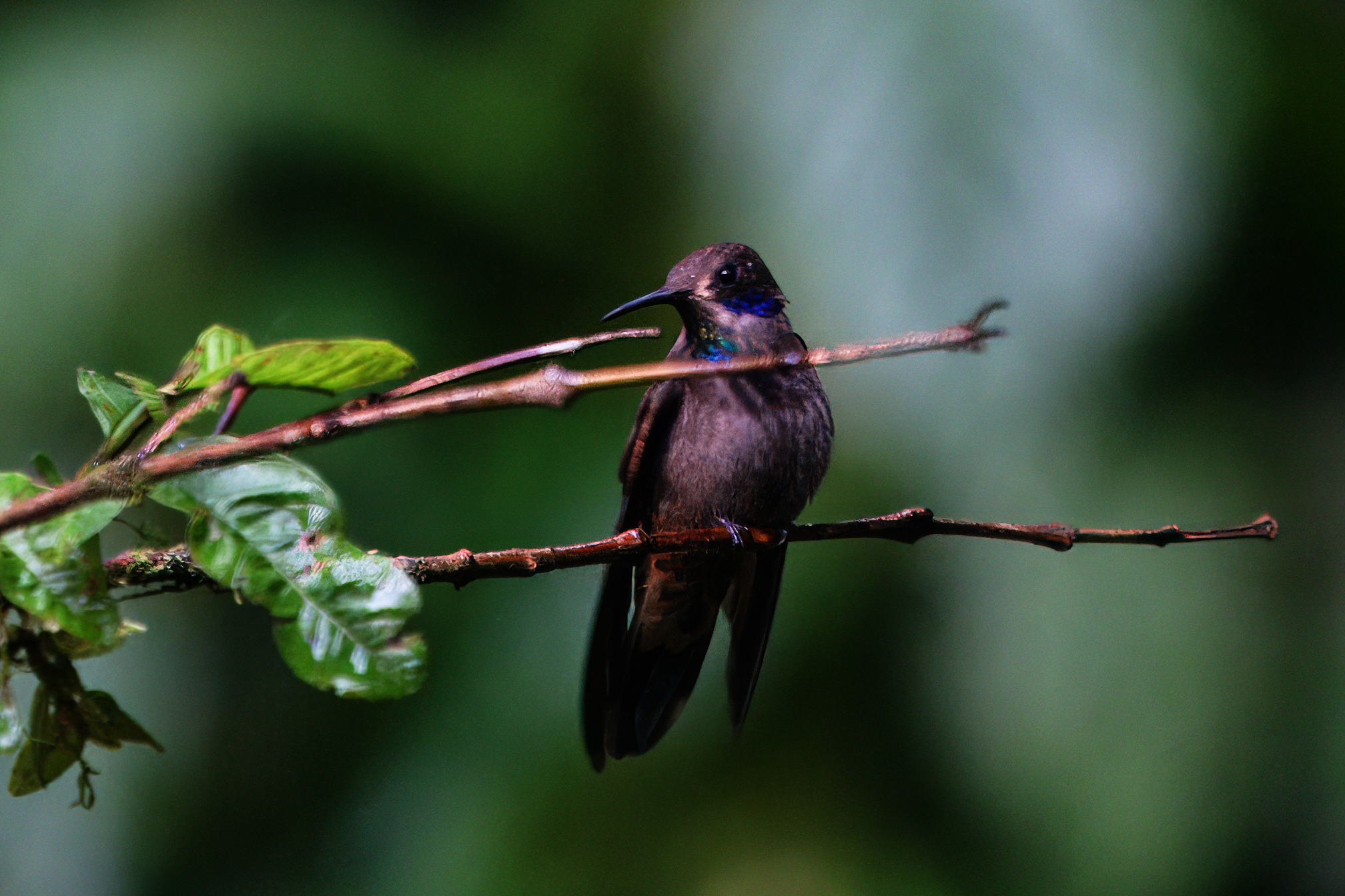 Brown Violetear (Colibri delphinae)