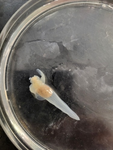 Naked Sea Butterfly