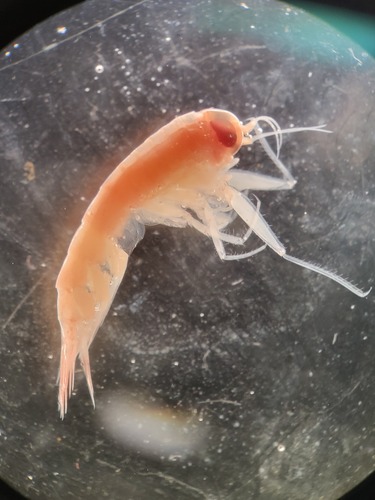 Themisto libellula