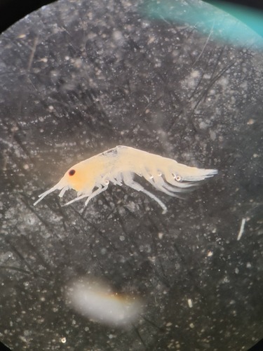 Apherusa glacialis