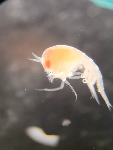 Themisto abyssorum