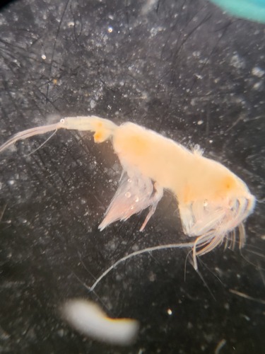 Paraeuchaeta glacialis