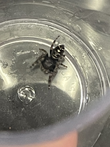 Bold Jumping Spider photographed in Massachusetts