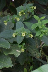 Macrocarpaea cortinae