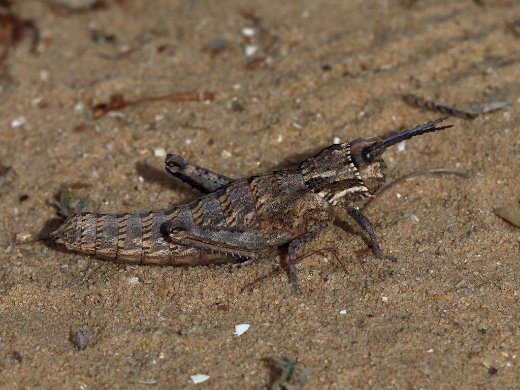 Paracinipe zebrata