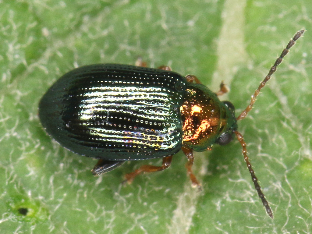 Willow Flea-beetle in September 2023 by zmrdk. ~2.6mm, MTB 4119 ...