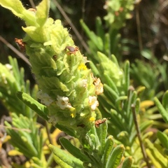 Lavandula viridis