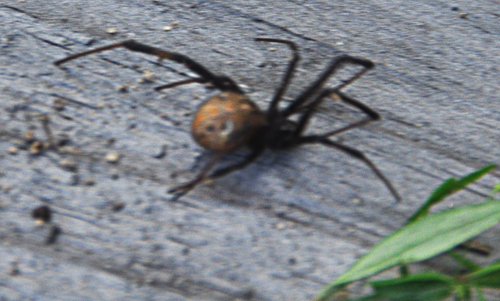 Latrodectus obscurior