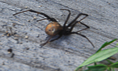 Latrodectus obscurior