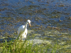 Ardea intermedia brachyrhyncha
