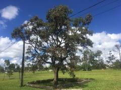 Dalbergia miscolobium