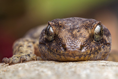 Common Gecko photo 3