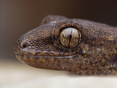 Common Gecko photo 2