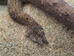 Common Gecko photo 4