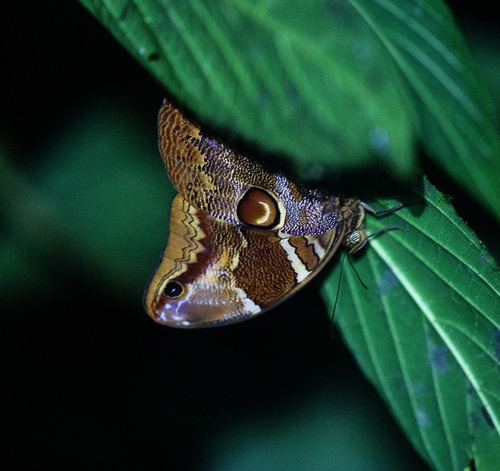 Catoblepia orgetorix