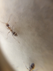 Formicidae