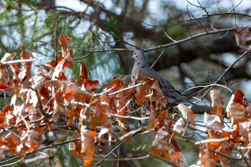 Mourning Dove photographed in Alabama