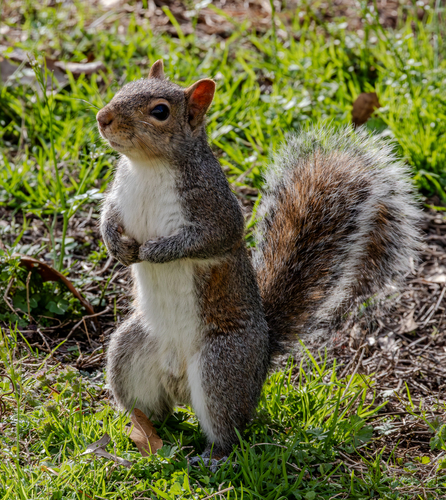 Eastern Gray Squirrel photographed in Alabama