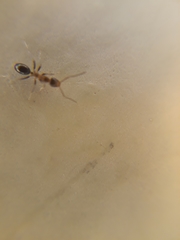 Formicidae