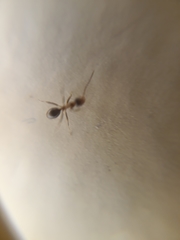 Formicidae