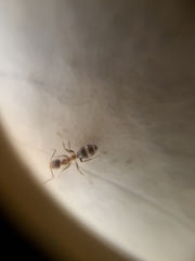 Formicidae
