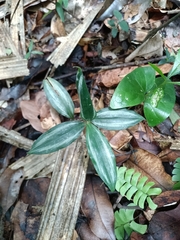 False aralia (Buforrestia)