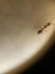 Formicidae