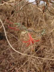 Anisacanthus
