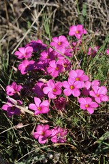 Oxalis hirta